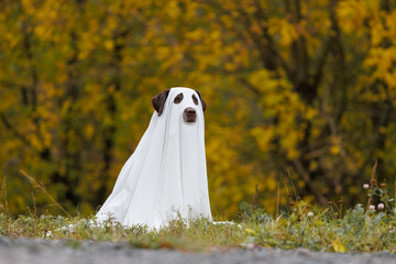 Cute Labrador dog is dressed in Halloween ghost costume, pet in white cape is sitting in autumn...