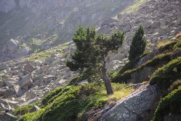 landscape in the mountains