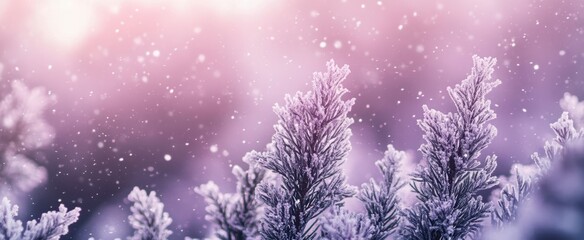 The Frosted Winter Branches