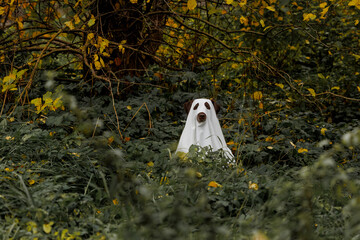 funny Labrador dog is dressed in Halloween ghost costume, pet in white cape is hiding and sitting among trees. costume party, tradition, the concept of scary and fun holiday. horror story