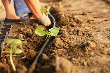 Woman planting seedling into soil outdoors, closeup