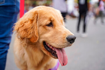 Beautiful Golden retriever dog sticking out his tongue