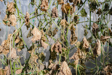 Cucumber plants after autumn frosts.