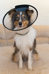 Cute grey brown tricolor dog sheltie in vet elizabethan collar in home. Shetland sheepdog indoor. Veterinary treatment, medicine