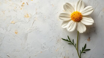 Obraz premium A single daisy standing tall on a white background with soft natural light illuminating it