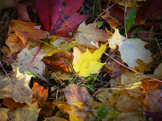 autumn leaves on the ground