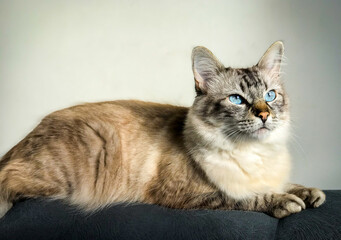 Gato