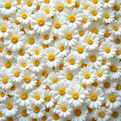 Beautiful white daisies with bright yellow centers filling the frame