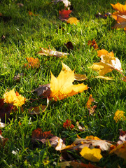 Fallen leaves on the lawn