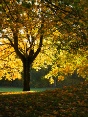 Golden autumn tree