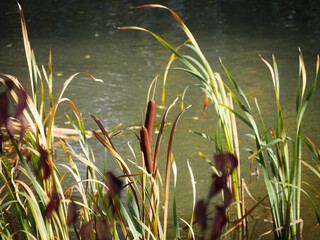 Reeds and bulrush growing in a pond in the park. Sun shining in it. Beautiful water landscape.