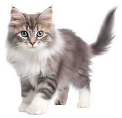 Obraz premium PNG Cat kitten mammal animal cute.