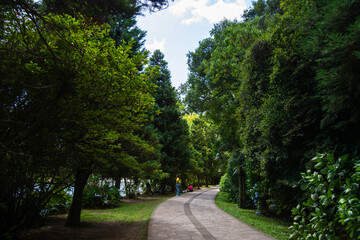 road in the forest