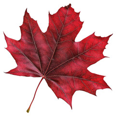 PNG Real maple Autumn leaf autumn detail red.