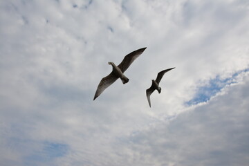 Fototapeta premium The silhouettes of two seagulls glide through a sky covered in gray clouds, creating a dramatic scene that highlights their graceful flight against the moody backdrop