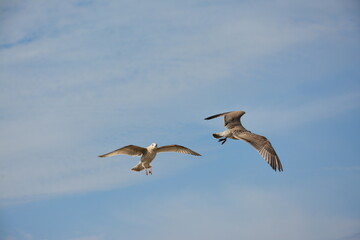 Obraz premium Two seagulls glide through the sky with their wings fully spread, set against a backdrop of soft clouds and open blue sky, embodying freedom and grace in flight.