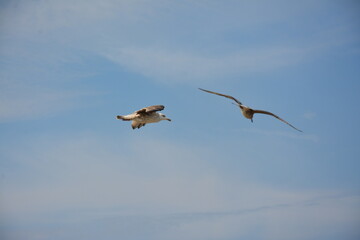 Two seagulls glide through the sky with their wings fully spread, set against a backdrop of soft clouds and open blue sky, embodying freedom and grace in flight. Birdwatching
