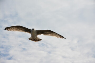 A lone seagull glides through the sky with its wings fully spread, against a backdrop of soft clouds and open blue sky, embodying freedom and grace in flight. Birdwatching