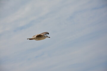 A lone seagull glides through the sky with its wings fully spread, against a backdrop of soft clouds and open blue sky, embodying freedom and grace in flight. Birdwatching