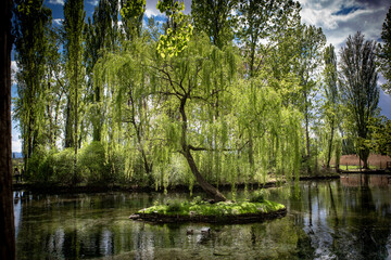 Fonti del Clitunno, detail on the central pond with green vegetation and clear water