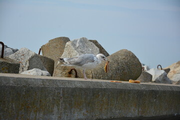 A single seagull stands on the rocks, holding a piece of bread in its beak. The scene captures the...