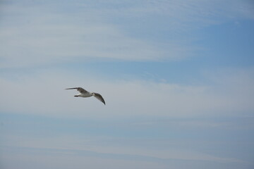 Obraz premium A lone seagull glides through the sky with its wings fully spread, against a backdrop of soft clouds and open blue sky, embodying freedom and grace in flight. Birdwatching