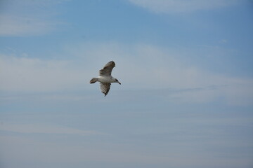 A lone seagull glides through the sky with its wings fully spread, against a backdrop of soft clouds and open blue sky, embodying freedom and grace in flight. Birdwatching