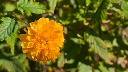Close up on the yellow flower of Kerria japonica, commonly known as Japanese kerria or Japanese rose