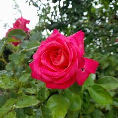 pink rose in garden