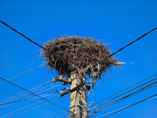 A large, stork nest perched atop a utility pole with numerous electrical wires. The nest is filled...