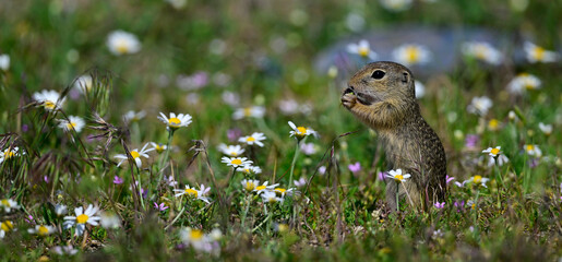 Europäischer Ziesel // European ground squirrel (Spermophilus citellus)