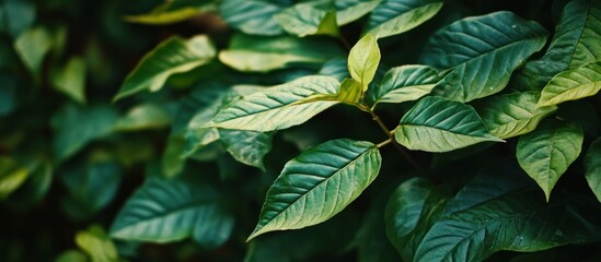 Close-up of green leaves with intricate details.