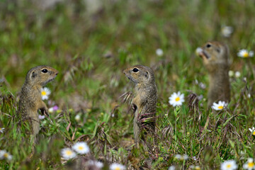Europäischer Ziesel // European ground squirrel (Spermophilus citellus)