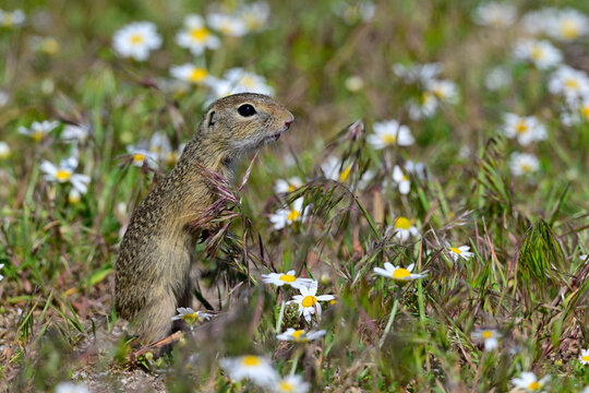 European ground squirrel // Europ&auml;ischer Ziesel (Spermophilus citellus)
