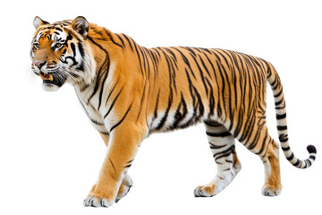 Obraz premium Majestic tiger walking gracefully against,Isolated on transparent background