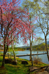 Fototapeta premium 白樺湖 長野県茅野市北山