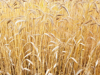 Gold wheat field agriculture background.