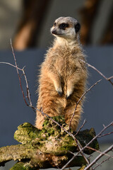 Surykatki z Zoo Warszawa