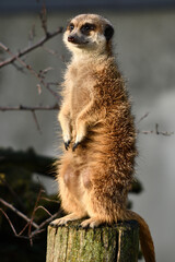 Surykatki z Zoo Warszawa © Pit75Wawa