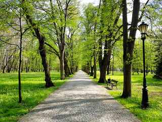 Fototapeta premium Path in the park, empty sidewalk among trees with street lamp.