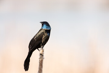 Brewer's Blackbird perched on top of an  old cattail at Horicon National Wildlife Refuge, Waupun,, Wisconsin in early spring.