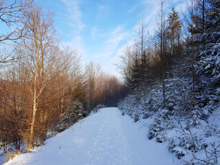 Winter landscape footpath through the forest winter scenery.