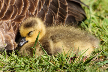 Young Canada goose gosling rests in the morning sunshine alongside its mother in the Horicon...
