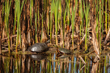 Painted turtles basking in the springtime morning sunshine on the marsh shoreline at the Horicon National Wildlife Refuge, Wisconsin