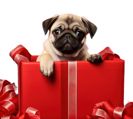 Photo of a puppy in a huge christmas gift box.