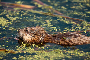 Muskrat, in late May, feeding in the shallow marsh waters surrounded by duckweed, in the Horicon National Wildlife Refuge, Wisconsin.