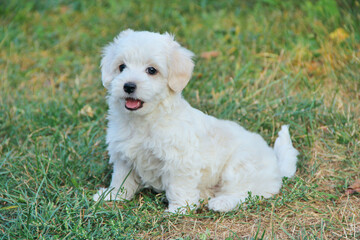 cute Maltese x Poodle mixed breed puppy, also known as Maltipoo dog sitting on green grass on summer day