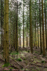 Experience the Majestic Forest where Sunlight Delicately Filters Through Tall Trees Above and Below