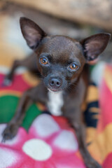 Portrait of a brown Chihuahua dog