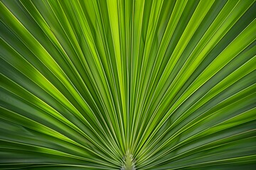Fototapeta premium A close up of a green palm leaf